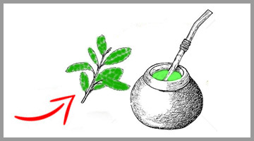yerba mate